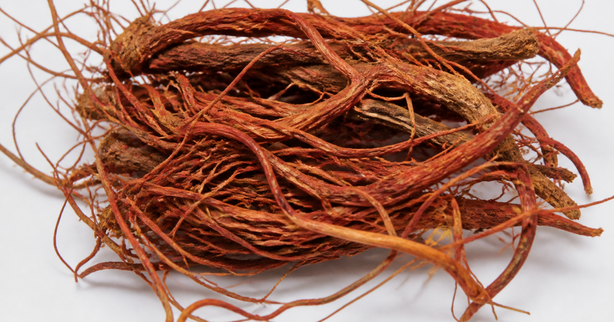 Racines rouges de ginseng séchées sur fond blanc.