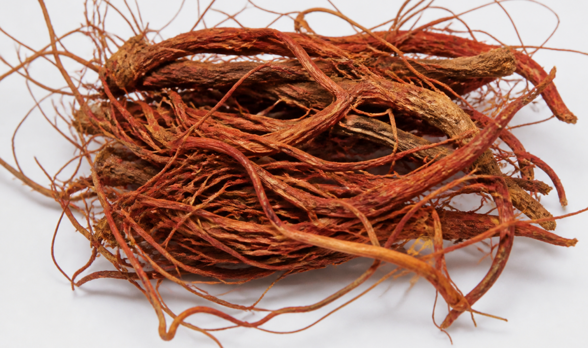 Racines rouges de ginseng séchées sur fond blanc.