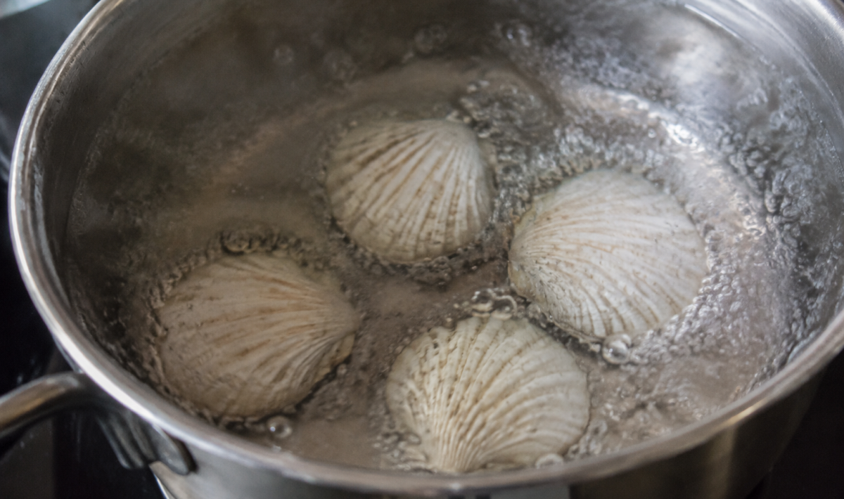 Casserole d'eau bouillante contenant quatre coquilles blanches au fond
